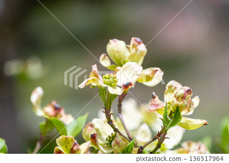 山茱萸的花苞在春日的陽光下開始綻放 136517964