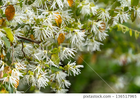 一排盛開的白金縷梅樹籬 136517965