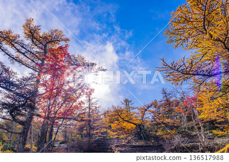 [Yamanashi Prefecture] Autumn leaves on Mount Fuji's Onchudo trail 136517988