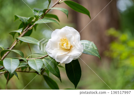 純白的山茶花在翠綠的葉片間盛開。 136517997