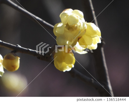 Wintersweet petals and plump buds shining in the sunlight 136518444