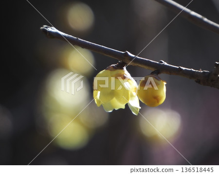 A close-up of the petals and round buds of wintersweet against the backlight 136518445