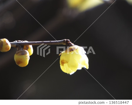 Yellow wintersweet flowers and buds in the backlight Yellow wintersweet flowers and buds in the backlight 136518447