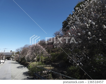 A view of plum blossoms in full bloom and blue skies from the entrance to Ikegami Plum Garden 136518457