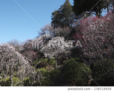 Red and white plum blossoms in full bloom decorating the slopes of Ikegami Plum Garden under a clear blue sky 136518458