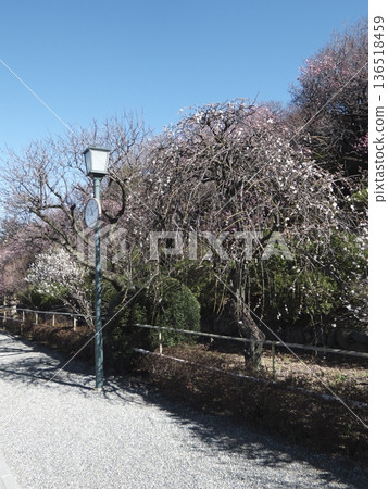 池上梅園,路燈與垂枝梅樹在藍天映襯下顯得格外醒目。 池上梅園,路燈與垂枝梅樹在藍天映襯下顯得格外醒目。 136518459