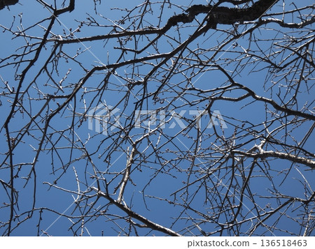 李樹的枝條和嫩芽在湛藍的天空下舒展開來。 李樹的枝條和嫩芽在湛藍的天空下舒展開來。 136518463