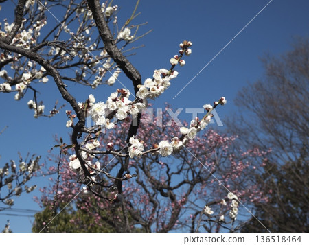 藍天下，白色和淡粉紅色的梅花盛開。 136518464
