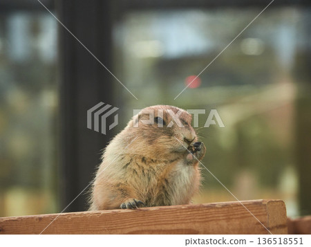 Adorable black-tailed prairie dogs at Higashiyama Zoo in Nagoya 136518551