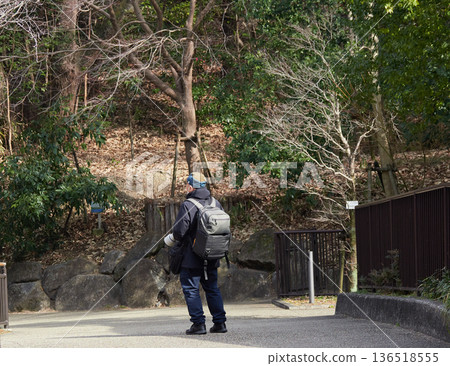 一位年長的男性遊客在冬季漫步於名古屋市的東山動物園。 一位年長的男性遊客在冬季漫步於名古屋市的東山動物園。 136518555