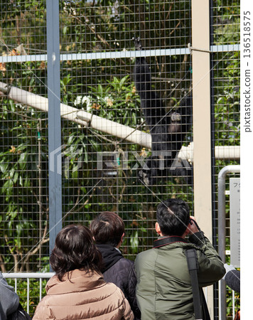 A person photographing the adorable Siamangs at Higashiyama Zoo in Nagoya 136518575