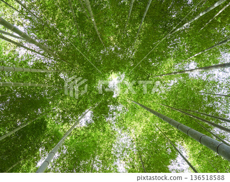 Beautiful bamboo forest scenery in the park during the day in winter Beautiful bamboo forest scenery in the park during the day in winter 136518588
