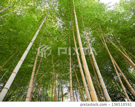 Beautiful bamboo forest scenery in the park during the day in winter Beautiful bamboo forest scenery in the park during the day in winter 136518591