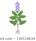 Sage plant with flowers and roots on a white background. 136518634