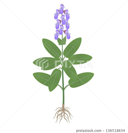 Sage plant with flowers and roots on a white background. 136518634