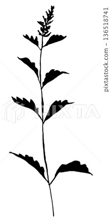 Leaf Silhouette Leaf Silhouette 136518741