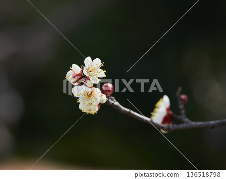 冬季盛開的梅花特寫照片 136518798