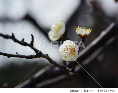 冬季盛開的梅花特寫照片 冬季盛開的梅花特寫照片 136518799