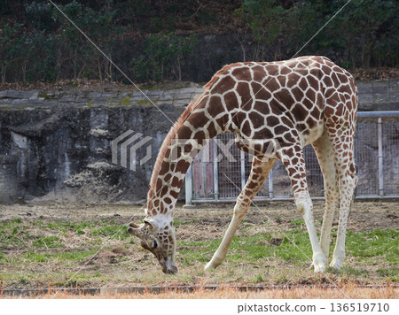 Reticulated giraffe at Higashiyama Zoo in Nagoya Reticulated giraffe at Higashiyama Zoo in Nagoya 136519710