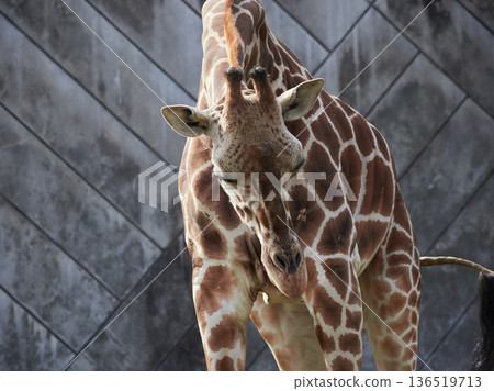 Reticulated giraffe at Higashiyama Zoo in Nagoya 136519713
