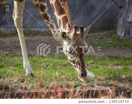 名古屋東山動物園的網紋長頸鹿 名古屋東山動物園的網紋長頸鹿 136519714