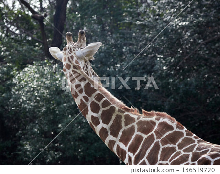 名古屋東山動物園的網紋長頸鹿 136519720