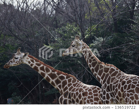 Reticulated giraffe at Higashiyama Zoo in Nagoya Reticulated giraffe at Higashiyama Zoo in Nagoya 136519722