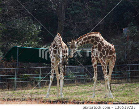 Reticulated giraffe at Higashiyama Zoo in Nagoya 136519723