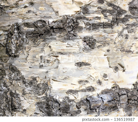 The birch bark texture or background. Macro shot is made by means of stacking technology trunk. Texture made of birch tree bark. Beautiful birch trunk background. Conceptual image. Peaceful nature. 136519987