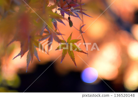 Maple leaves which turned red leaves 136520148