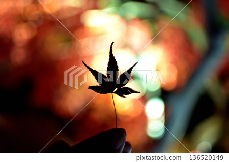 楓葉離開了紅葉 楓葉離開了紅葉 136520149