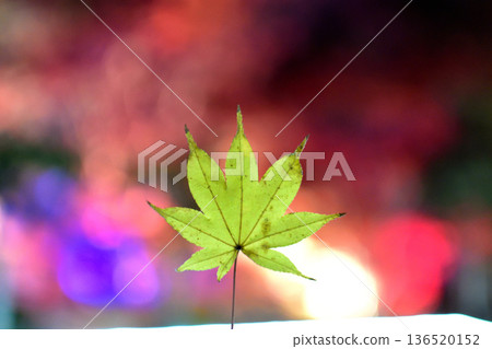 Maple leaves which turned red leaves Maple leaves which turned red leaves 136520152