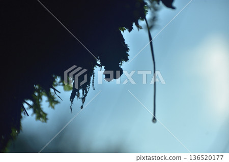Shadow of the dewdrop tree Shadow of the dewdrop tree 136520177