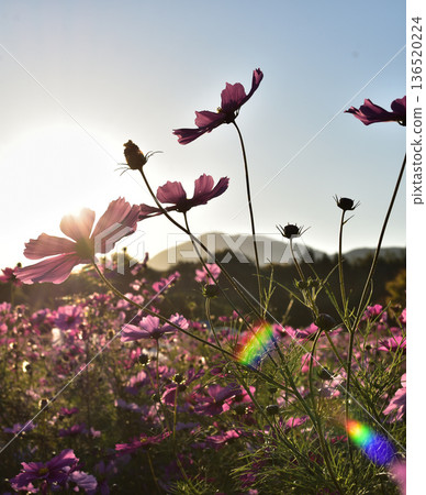 Pink cosmos blooming in a cosmos field Pink cosmos blooming in a cosmos field 136520224