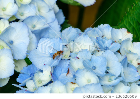 A fly resting on a blue hydrangea petal 136520509