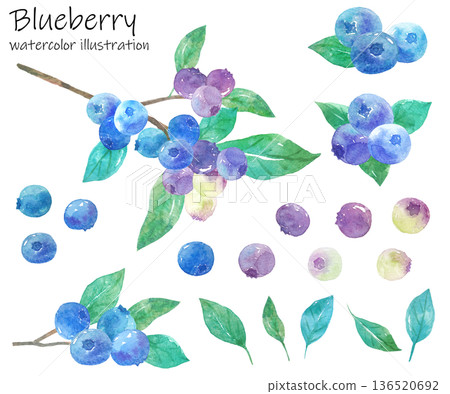 水彩藍莓插畫集 136520692