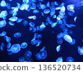 Flock of jellyfish 136520734