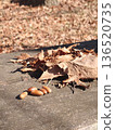 Acorns collected by someone 136520735