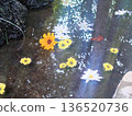 Yellow flowers floating on the water 136520736
