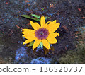 Sunflower floating in the water 136520737