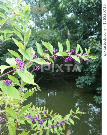 秋季植物紫式部 136520739