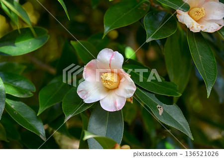 White camellia flower White camellia flower 136521026