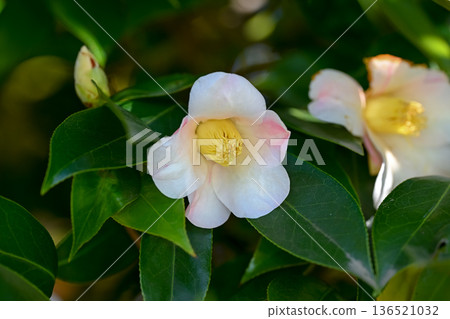 白色山茶花 白色山茶花 136521032