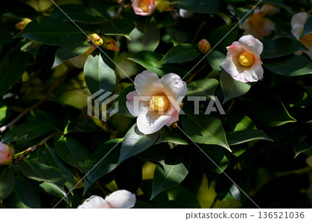 White camellia flower White camellia flower 136521036