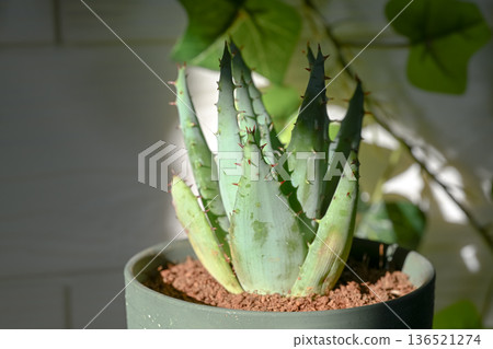 Aloe Aloe 136521274