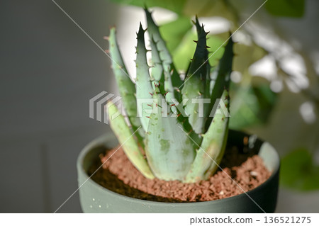 蘆薈 蘆薈 136521275
