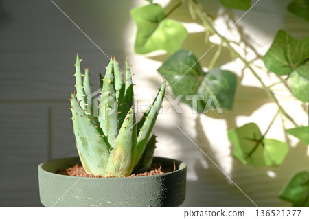 Aloe Aloe 136521277