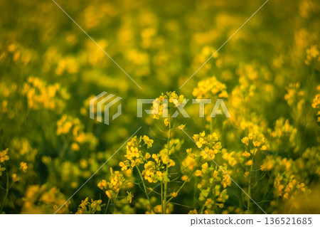 A bright yellow field of rapeseed flowers A bright yellow field of rapeseed flowers 136521685