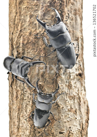 Hiratakuwagata Hiratakuwagata 136521702