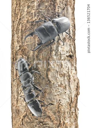 Hiratakuwagata Hiratakuwagata 136521704
